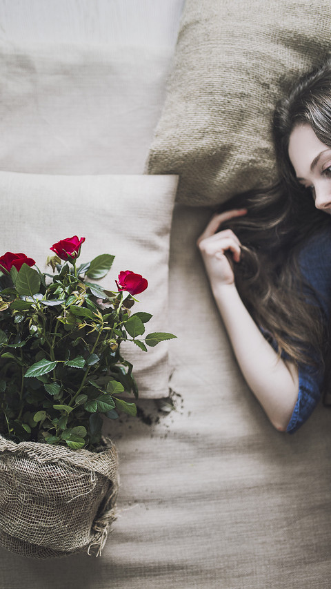 international-rose screenshot