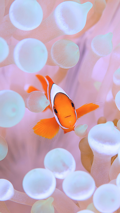 Cute clownfish screenshot