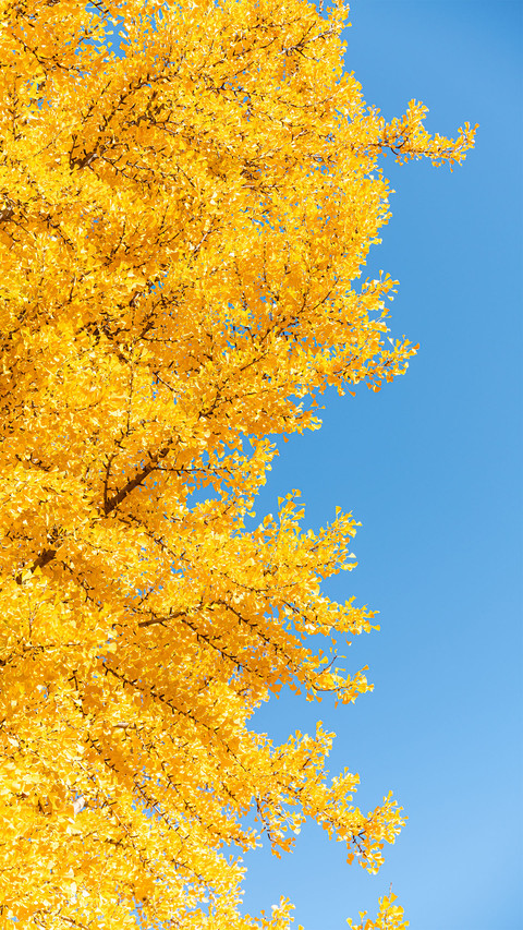 The ginkgo leaves under the sky screenshot