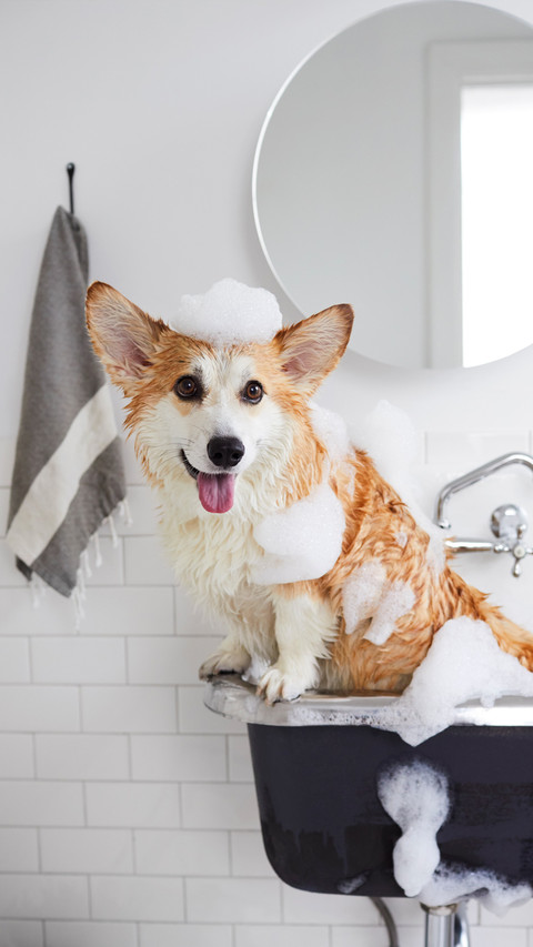 Top 10 taboos for dogs taking a bath screenshot