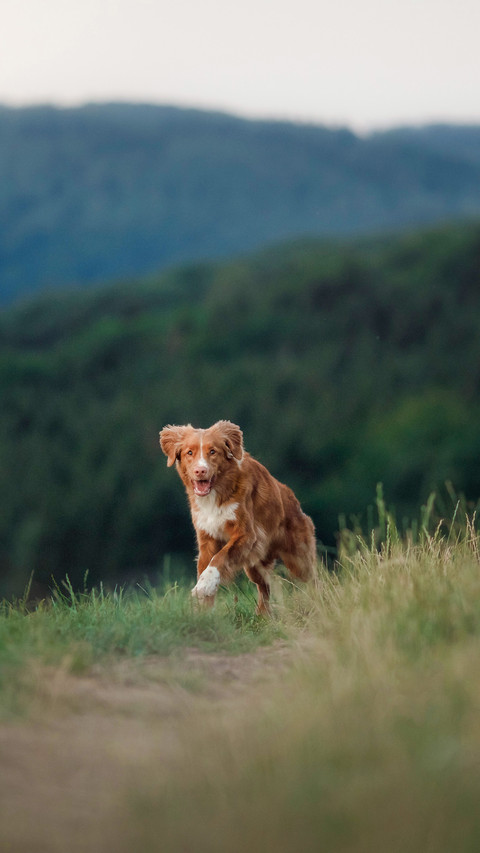 Dog runs across the field in the grass screenshot