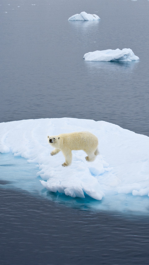 Arctic temperatures skyrocket wearing short sleeves screenshot