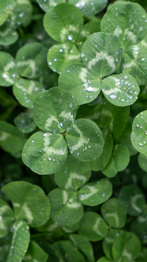 A clover covered in dewdrops screenshot