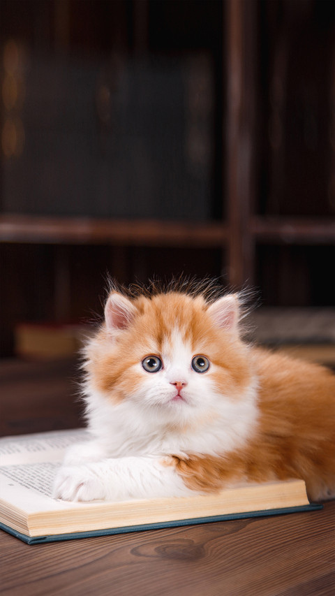 Kitten Scottish Fold Breed on a Color Background screenshot