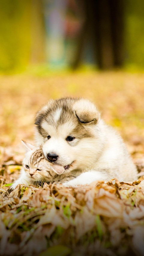 Dog486 screenshot