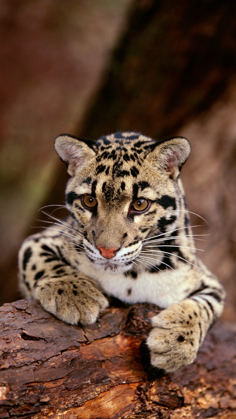 Amazing big cat screenshot