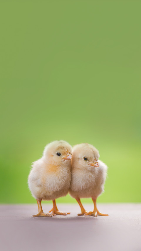 Close up Twin of Little Chickens Friend screenshot