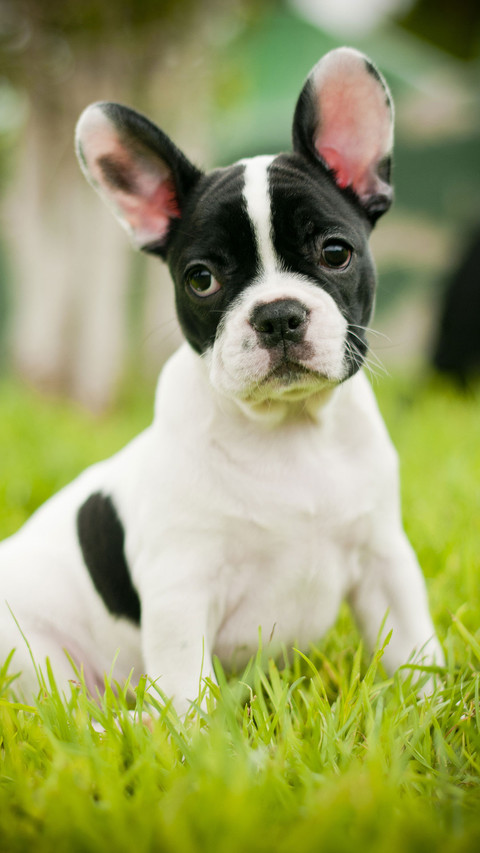 丑萌的斗牛犬 screenshot