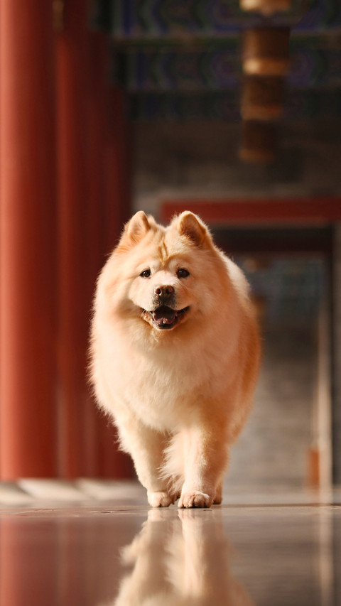 Chinese Native Dog Facing Extinction 5 screenshot