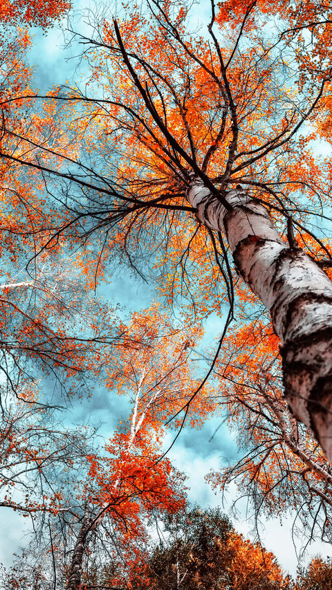 The birch trees in the park screenshot