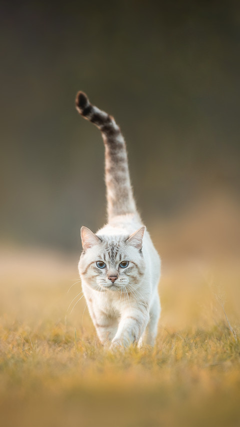 A Tabby Cat That Looks like a Tiger Walks through the Forest screenshot