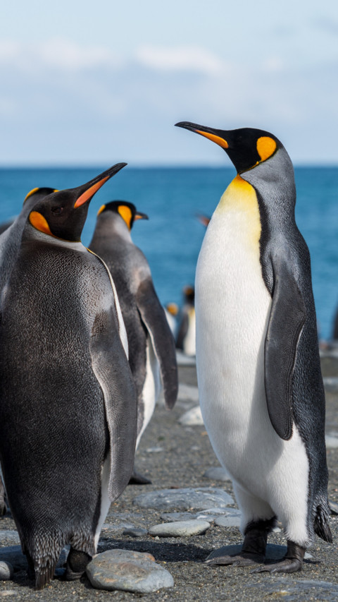 Penguin (1) screenshot