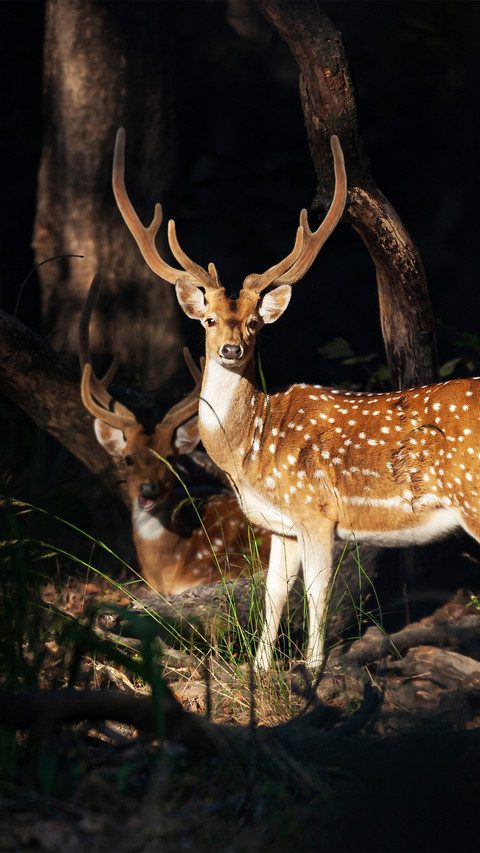A male deer with downy antlers screenshot