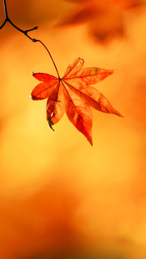 A leaf knows autumn screenshot