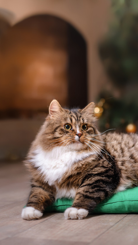 A Cute Cat Lying in The Room screenshot