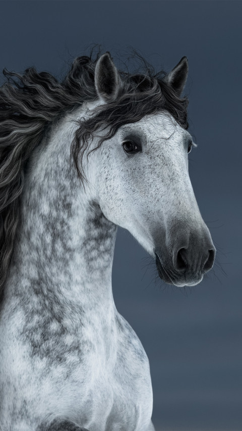 A portrait of a thoroughbred horse screenshot