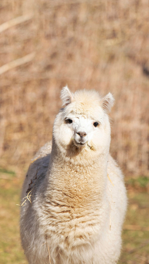 A luxury house suddenly explodes with alpacas screenshot