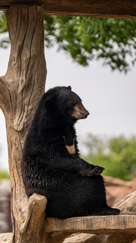 What secret does the bear rubbing against the tree hide screenshot