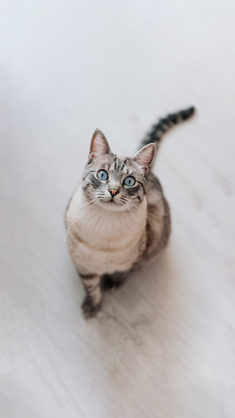 a grey cat with beautiful blue eyes is sitting on the floor screenshot