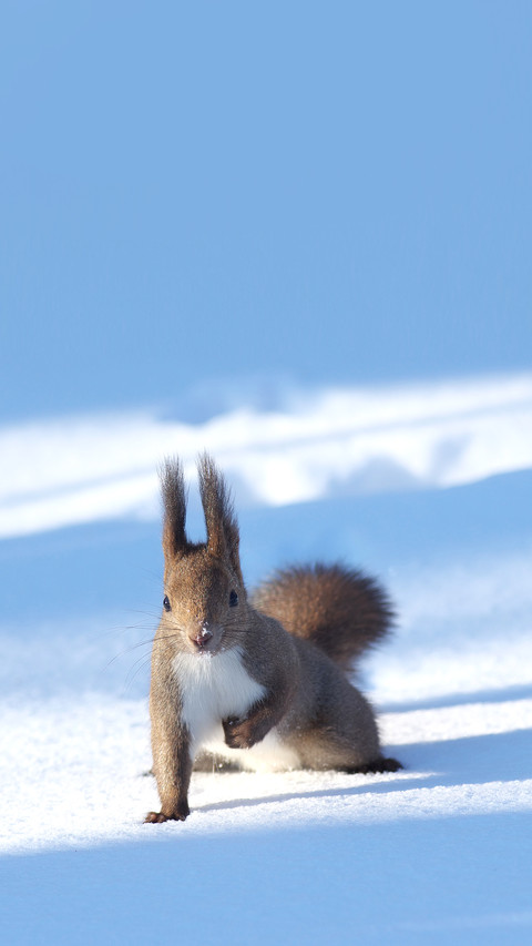 The Hokkaido subspecies of the Red Squirrel screenshot