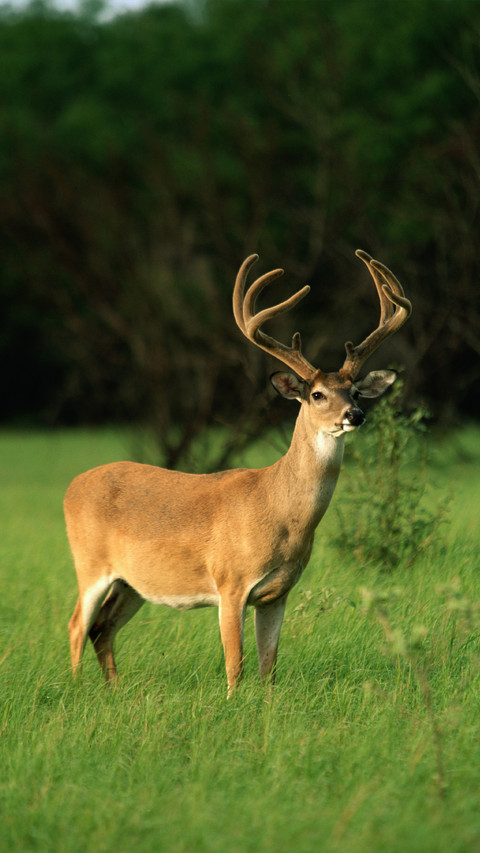 The antlers of a stag undergo wonderful changes screenshot
