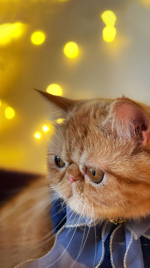 Does a cat miss its owner 81 screenshot