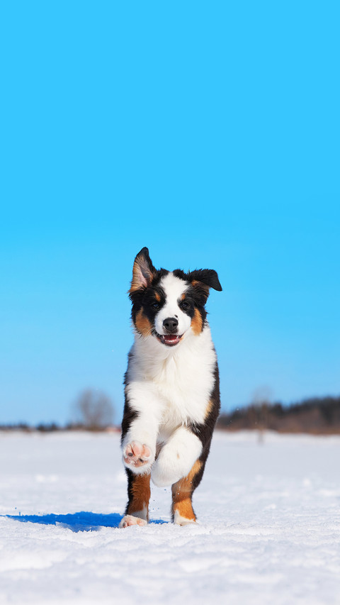 An Australian Shepherd dog runs in the snow screenshot