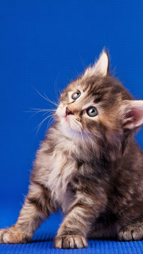 Cute pet-03 screenshot