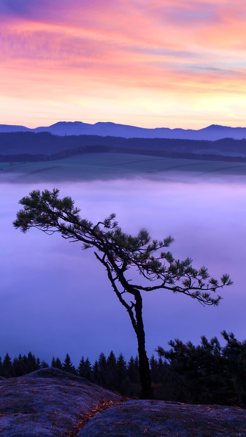 Sunrise Over Misty solitaire tree screenshot