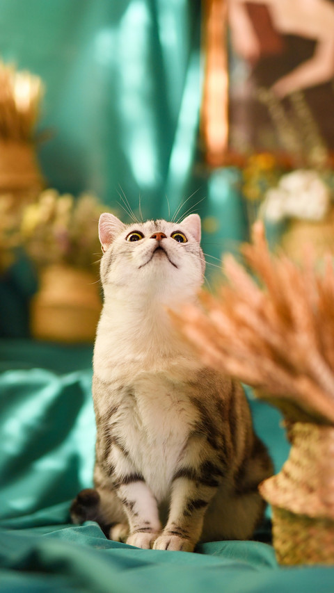 What if a cat makes a mistake 40 screenshot