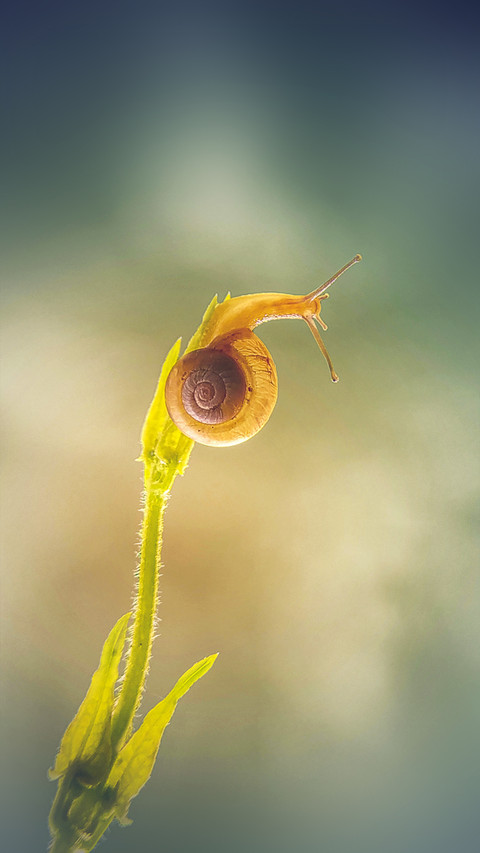 Macro insects and plants screenshot
