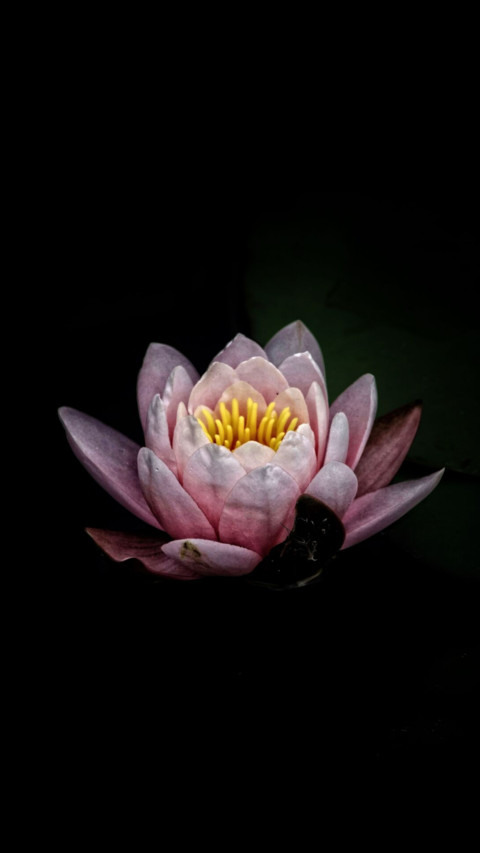 Amoled HD  (13) screenshot