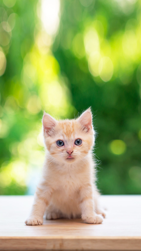 Cute orange kitten sitting and looking at camera screenshot