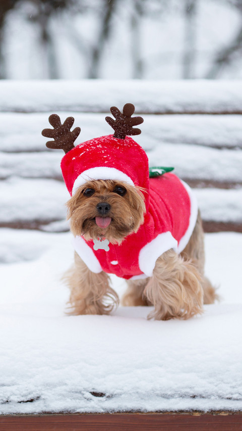 Dressed in santa claus costume screenshot