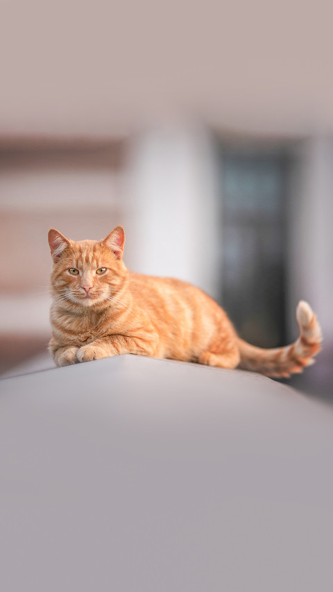 A serious ginger cat with a long tail lies on a stone screenshot