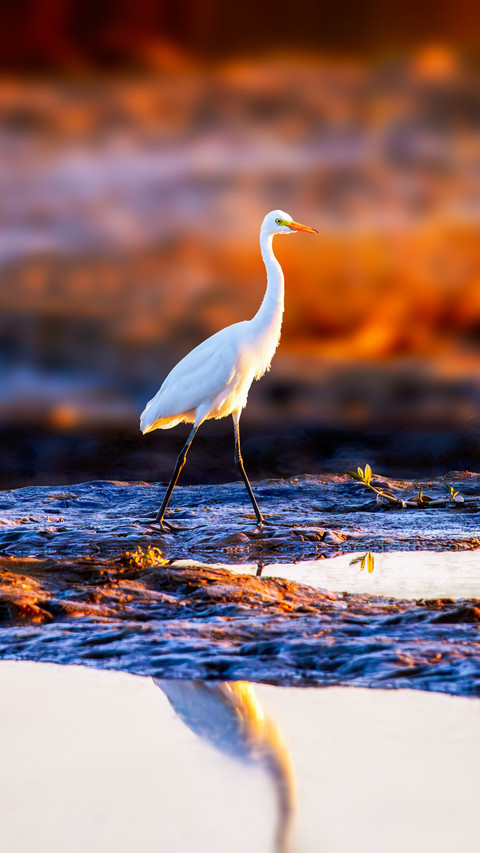 The egret returns home gently treading on the clouds screenshot
