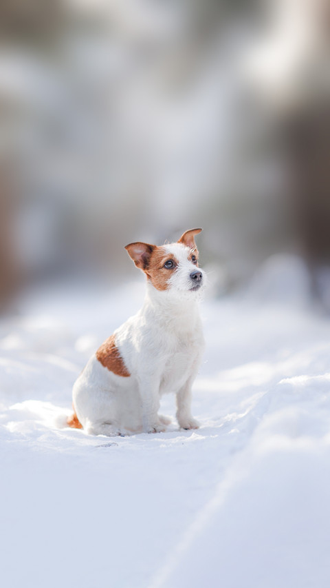 A dog breed jack russel terrier outdoors in the forest screenshot