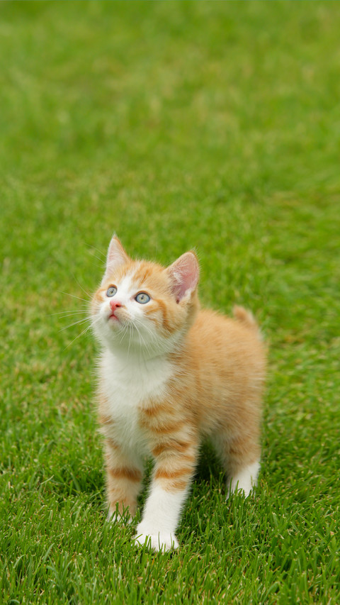 Cute Red Kitten Standing in the Grass and Looking Up screenshot