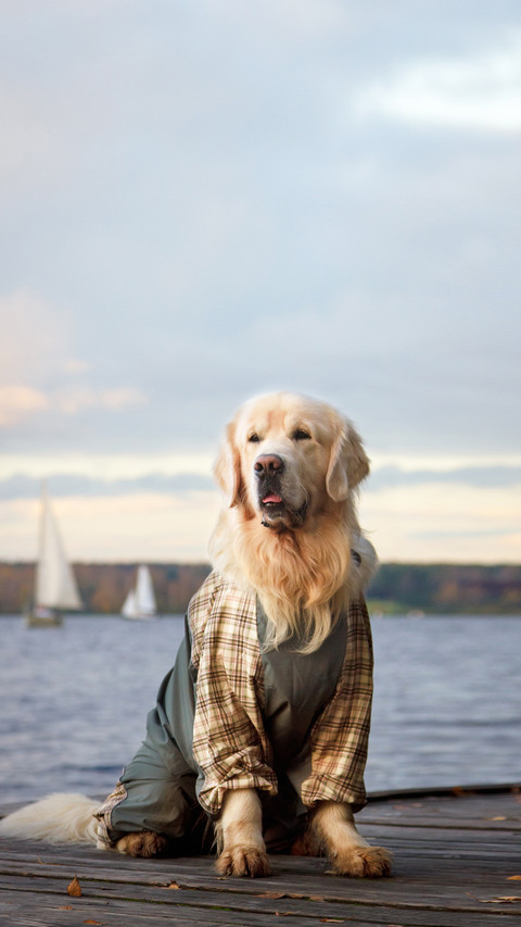 Beautiful big golden retriever dog in coat at the lake shore screenshot