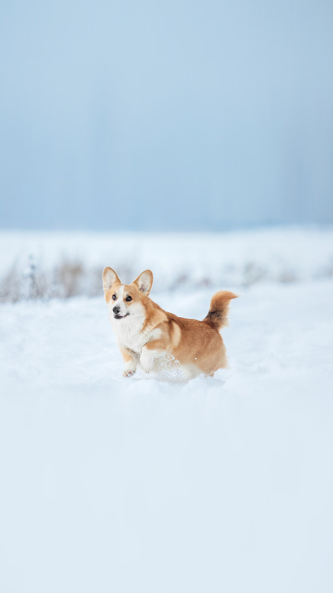 Cute Corgi dog running fast in the snow screenshot