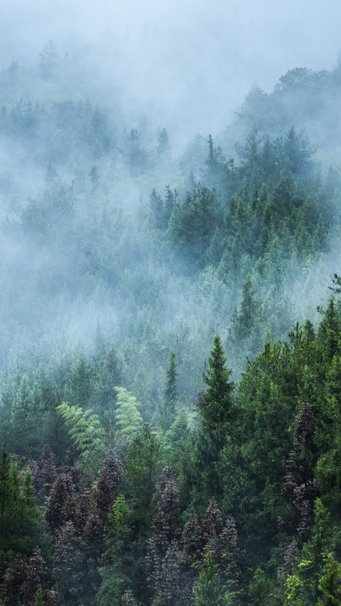 Where the morning mist drifts through the forest screenshot