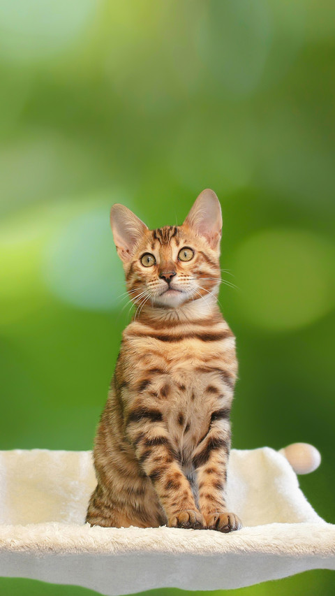 A Cute Little Bengal Cat Sitting in A Hammock screenshot