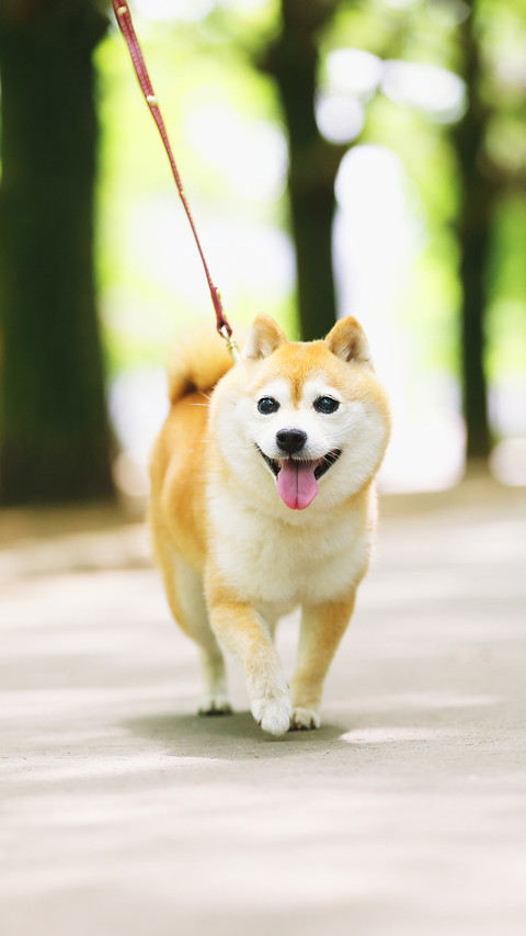 表情帝小柴犬 screenshot