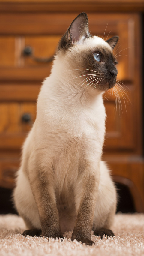 温顺友善的猫咪 screenshot