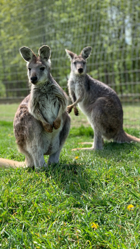 Australia (8) screenshot