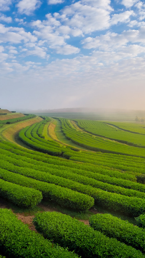 Thailand tea garden curve scenery screenshot