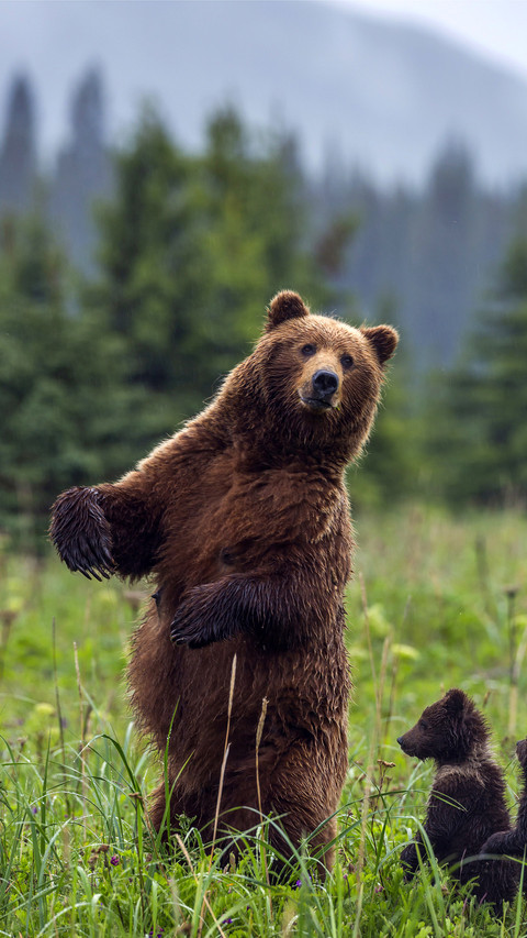 Big bear who can practice yoga 01 screenshot