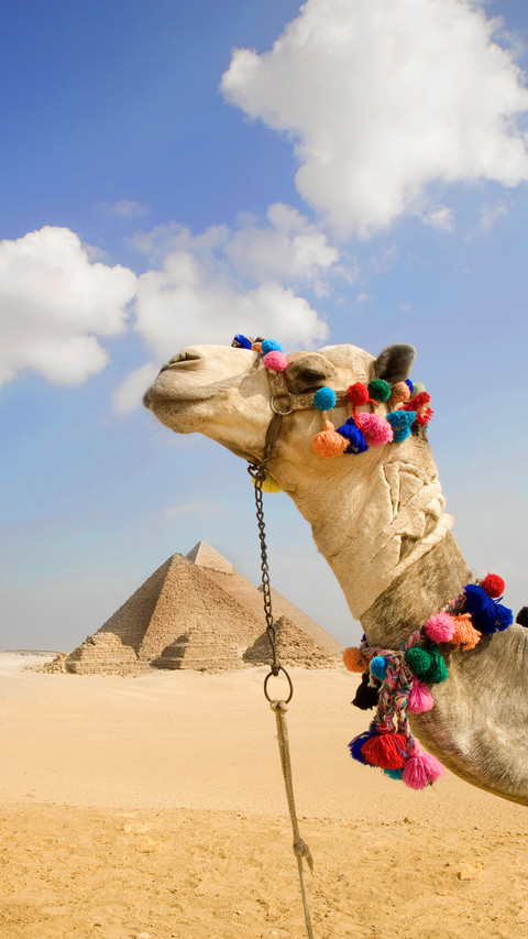 International-Camel screenshot