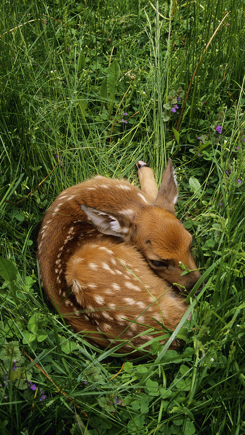 International-Deer screenshot
