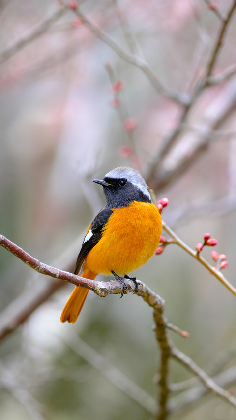 Bird beaks are naturally custommade tableware screenshot